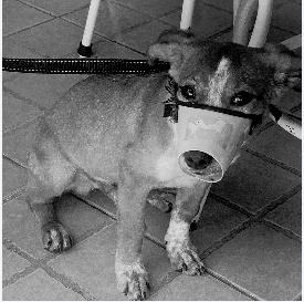 Pás para recolher caquinha de cachorro